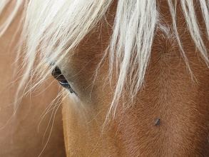 Cheval à Mouches