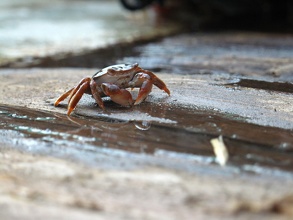 Crabe sur le Pont