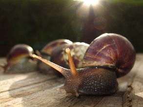 Fill-in Escargot