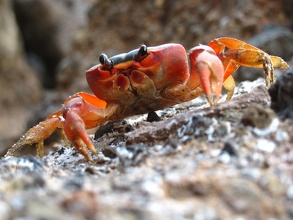Gwada Crabe