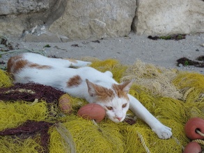 Repos du Chat Pêcheur