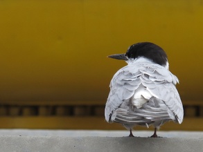 Yellow Bird