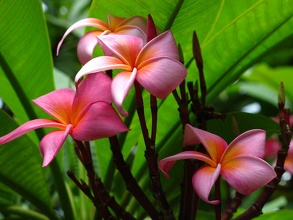 Fleur de frangipanier