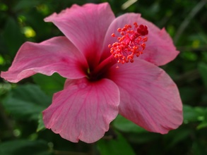 Hibiscus