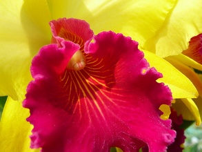 Orchidée