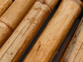 Bamboo