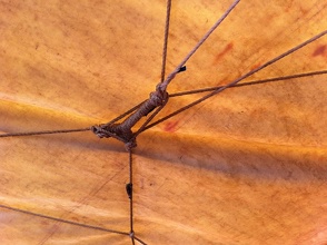 Knot
