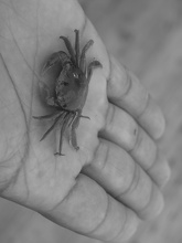 Crabe dans la Main