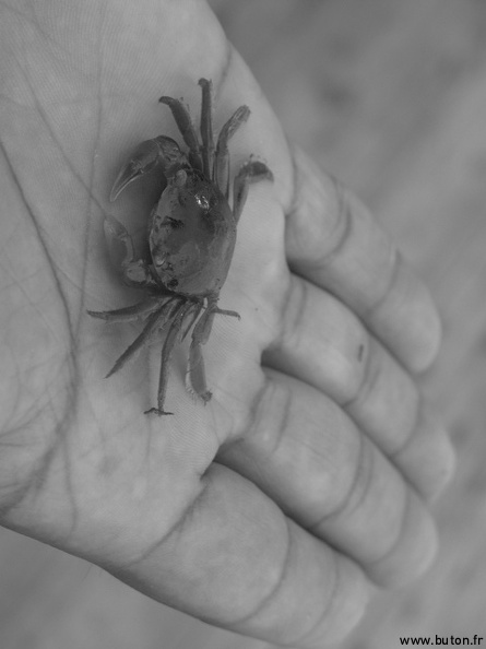 Crabe dans la Main.JPG