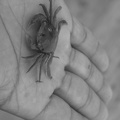 Crabe dans la Main