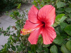 Hibiscus Rouge