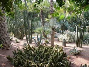 Jardin de Majorelle