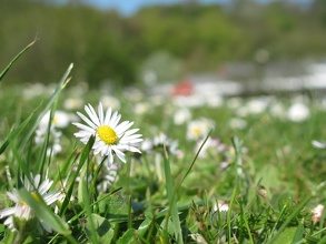 Marguerite