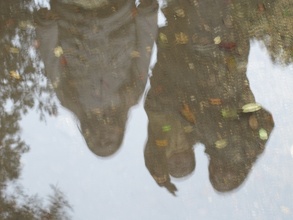 Reflet dans la Flaque d'eau