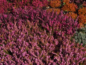 Pinky Flowers