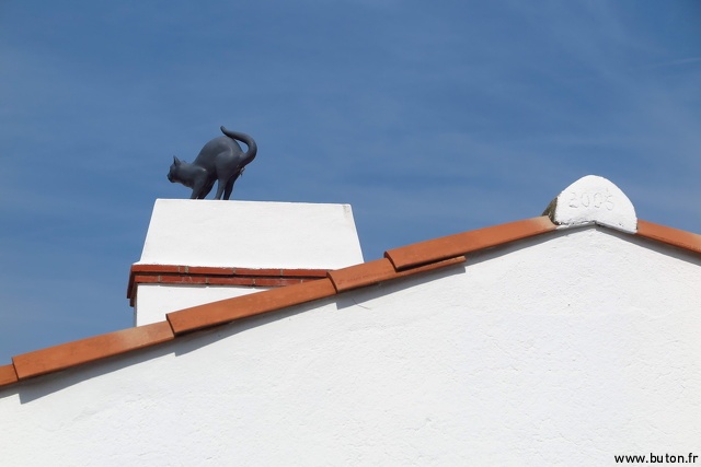 Black Cat on the Roof.JPG