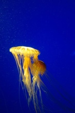 Yellow Jellyfish