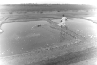 Le saulnier au travail sur son marais salant
