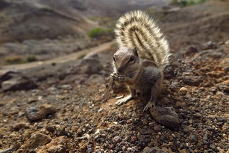 Atlantoxerus getulus de Fuerteventura