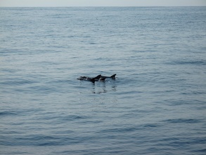 Famille de Dauphins