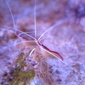 Lysmata Ambionensis NDLR une crevette rouge