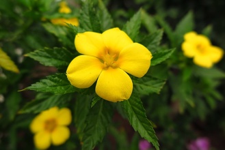 Hibiscus Jaune