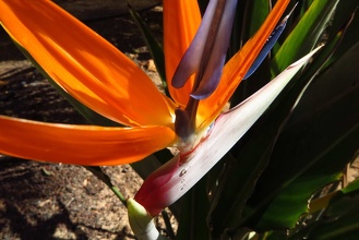 Oiseaux du Paradis - Strelitzia reginae