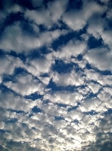 Moutons