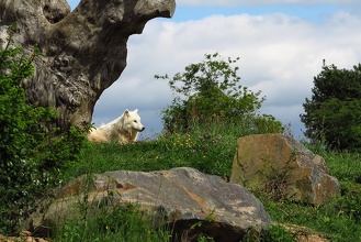 Loup Blanc