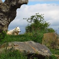 Loup Blanc