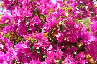 Bougainvillier