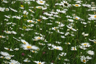 Champ de Marguerittes