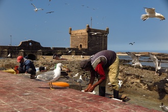 Nettoyage du poisson à Essaouira