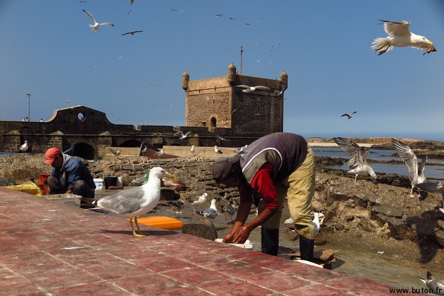 Nettoyage du poisson à Essaouira.JPG