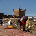 Nettoyage du poisson à Essaouira